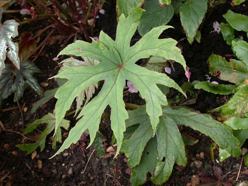 Cây Thu hải đường lá xẻ. Begonia pedatifida Lévl. - Cây Thuốc Nam Quanh Ta